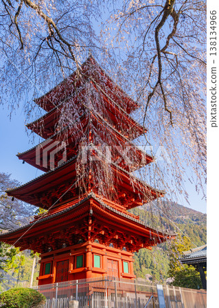 (Yamanashi Prefecture) Minobu-san Kuonji Temple: Weeping cherry blossoms in full bloom and a five-story pagoda 138134966