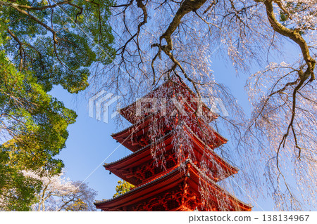 (Yamanashi Prefecture) Minobu-san Kuonji Temple: Weeping cherry blossoms in full bloom and a five-story pagoda 138134967