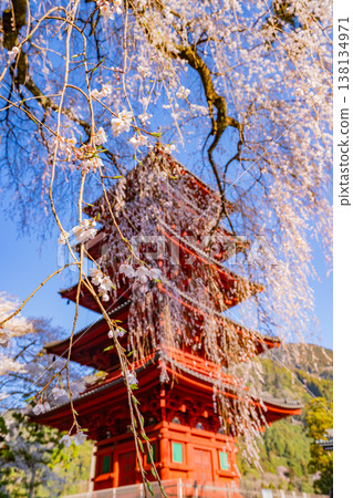 (Yamanashi Prefecture) Minobu-san Kuonji Temple: Weeping cherry blossoms in full bloom and a five-story pagoda (Yamanashi Prefecture) Minobu-san Kuonji Temple: Weeping cherry blossoms in full bloom and a five-story pagoda 138134971