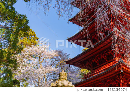 （山梨縣）身延山久遠寺：盛開的垂枝櫻花和五重塔 138134974
