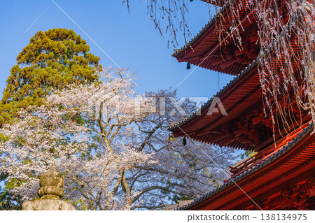 (Yamanashi Prefecture) Minobu-san Kuonji Temple: Weeping cherry blossoms in full bloom and a five-story pagoda 138134975