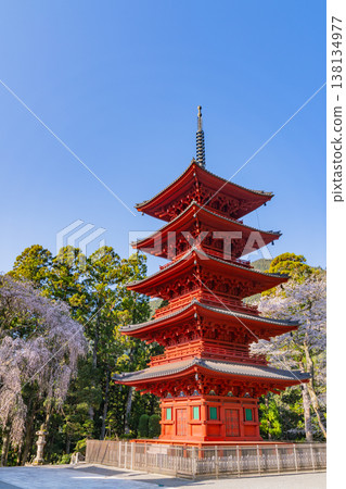 (Yamanashi Prefecture) Minobu-san Kuonji Temple: Weeping cherry blossoms in full bloom and a five-story pagoda 138134977