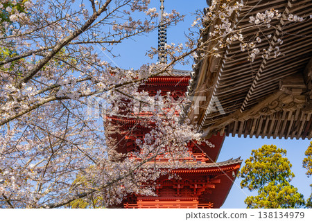 (Yamanashi Prefecture) Minobu-san Kuonji Temple: Weeping cherry blossoms in full bloom and a five-story pagoda (Yamanashi Prefecture) Minobu-san Kuonji Temple: Weeping cherry blossoms in full bloom and a five-story pagoda 138134979