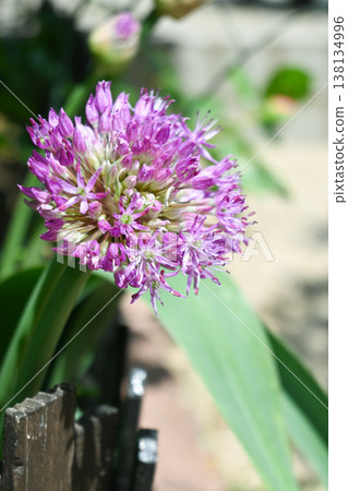 Allium stipitatum Allium stipitatum 138134996