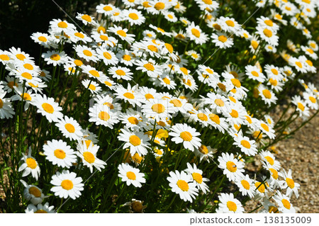 North Pole Daisy 138135009