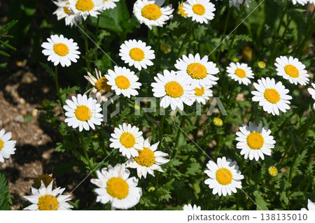 North Pole Daisy 138135010