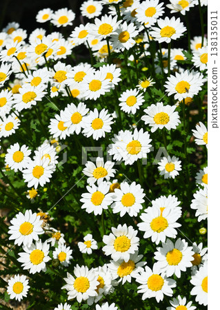 North Pole Daisy 138135011