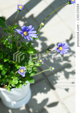 Blue Daisy Blue Daisy 138135084