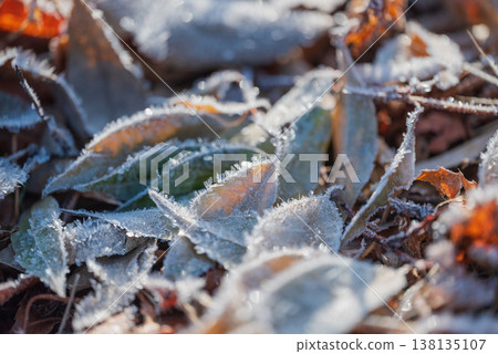 Fallen leaves and frost glistening in the morning sun [Azumino] 138135107