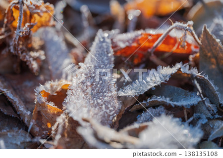 Fallen leaves and frost glistening in the morning sun [Azumino] 138135108