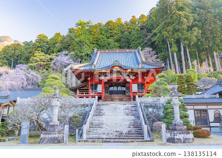 (Yamanashi Prefecture) Minobu-san Kuonji Temple, Main Hall: Weeping cherry blossoms in full bloom, shining in the morning light. (Yamanashi Prefecture) Minobu-san Kuonji Temple, Main Hall: Weeping cherry blossoms in full bloom, shining in the morning light. 138135114