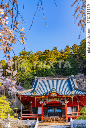 (Yamanashi Prefecture) Minobu-san Kuonji Temple, Main Hall: Weeping cherry blossoms in full bloom, shining in the morning light. (Yamanashi Prefecture) Minobu-san Kuonji Temple, Main Hall: Weeping cherry blossoms in full bloom, shining in the morning light. 138135119