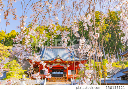 （山梨縣）身延山久遠寺，正殿：盛開的垂枝櫻花在晨光中閃耀。 138135121