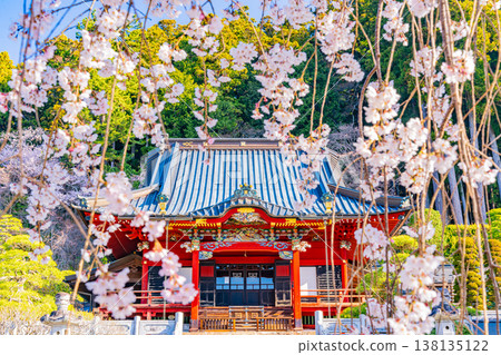 (山梨縣)身延山久遠寺,正殿:盛開的垂枝櫻花在晨光中閃耀。 (山梨縣)身延山久遠寺,正殿:盛開的垂枝櫻花在晨光中閃耀。 138135122