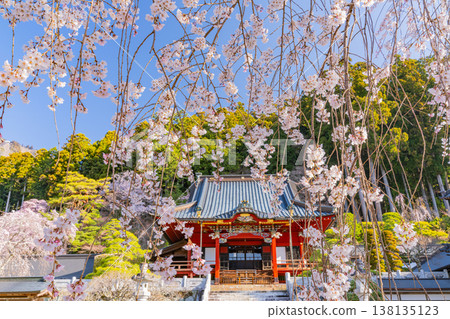 (山梨縣)身延山久遠寺,正殿:盛開的垂枝櫻花在晨光中閃耀。 (山梨縣)身延山久遠寺,正殿:盛開的垂枝櫻花在晨光中閃耀。 138135123