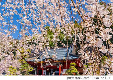 (Yamanashi Prefecture) Minobu-san Kuonji Temple, Main Hall: Weeping cherry blossoms in full bloom, shining in the morning light. (Yamanashi Prefecture) Minobu-san Kuonji Temple, Main Hall: Weeping cherry blossoms in full bloom, shining in the morning light. 138135124