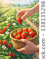 Strawberry picking at the strawberry farm 138135298