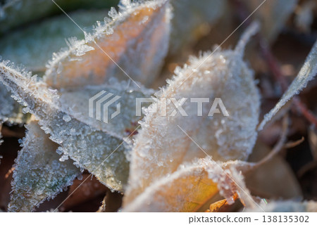 Fallen leaves and frost glistening in the morning sun [Azumino] 138135302