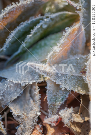 Fallen leaves and frost glistening in the morning sun [Azumino] 138135303