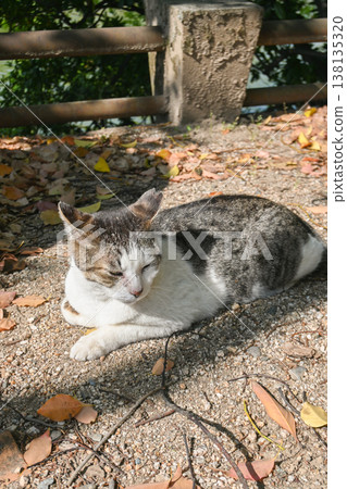 Cats at Okayama Castle 138135320