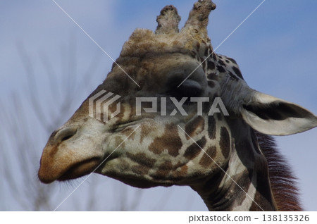 A giraffe with a gentle expression A giraffe with a gentle expression 138135326
