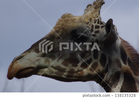 A giraffe with a gentle expression A giraffe with a gentle expression 138135328