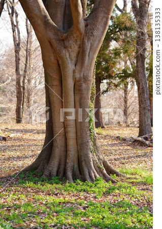 Tree Tree 138135333