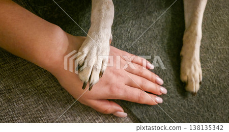A dog's paw rests on the owner's palm. The pet's trust in the owner. Caring for pets. High quality photo 138135342