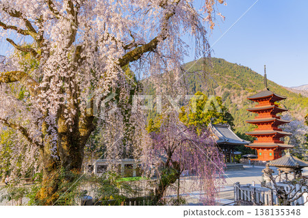 (Yamanashi Prefecture) Minobu-san Kuonji Temple, weeping cherry blossoms in full bloom and a five-story pagoda shining in the morning light. (Yamanashi Prefecture) Minobu-san Kuonji Temple, weeping cherry blossoms in full bloom and a five-story pagoda shining in the morning light. 138135348