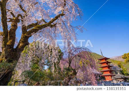 (Yamanashi Prefecture) Minobu-san Kuonji Temple, weeping cherry blossoms in full bloom and a five-story pagoda shining in the morning light. (Yamanashi Prefecture) Minobu-san Kuonji Temple, weeping cherry blossoms in full bloom and a five-story pagoda shining in the morning light. 138135351