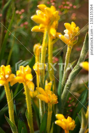 Yellow flowers of the kangaroo paw 138135364