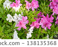 Azalea 138135368