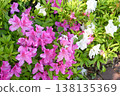 Azalea 138135369