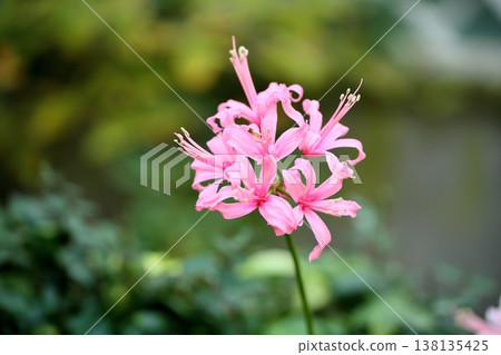 Nerine flower diamond lily Nerine flower diamond lily 138135425