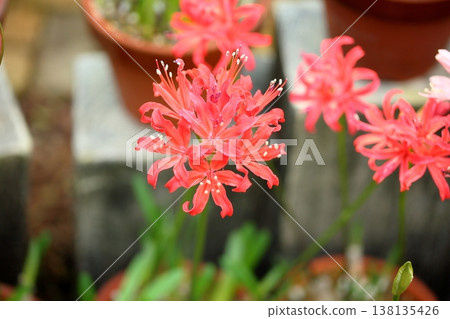 Nerine flower diamond lily Nerine flower diamond lily 138135426