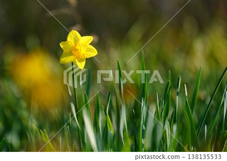 Daffodil flowers Daffodil flowers 138135533