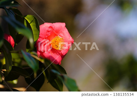 Camellia flower Camellia flower 138135534