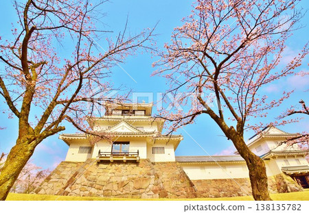 Sakura of Nagaoka Castle 138135782