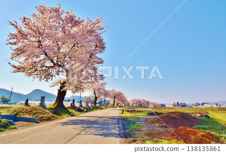 Cherry blossoms in full bloom at Sanbutsu-sho Hyakuzuka in Ojiya City, Niigata Prefecture. Cherry blossoms in full bloom at Sanbutsu-sho Hyakuzuka in Ojiya City, Niigata Prefecture. 138135861