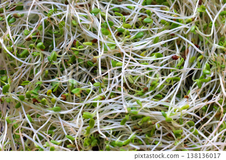 Alfalfa sprouts pile Alfalfa sprouts pile 138136017
