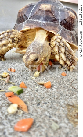 A sulcata tortoise that picks up and eats food. 138136213