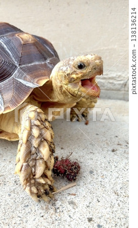 A sulcata tortoise is thrilled to taste the flavor of Dodome for the first time. A sulcata tortoise is thrilled to taste the flavor of Dodome for the first time. 138136214
