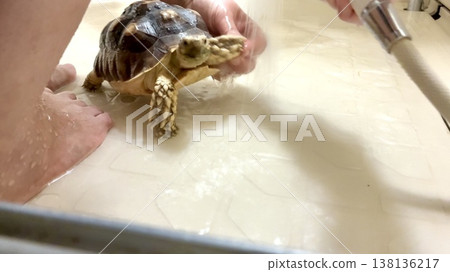 A sulcata tortoise having its dirty feet washed. A sulcata tortoise having its dirty feet washed. 138136217