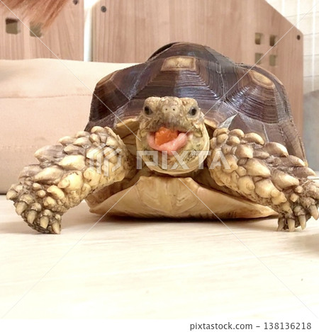 A sulcata tortoise eating wildly with its tongue sticking out. 138136218