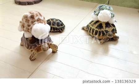A sulcata tortoise and a Russian tortoise walking around with a stuffed turtle on their backs. A sulcata tortoise and a Russian tortoise walking around with a stuffed turtle on their backs. 138136329