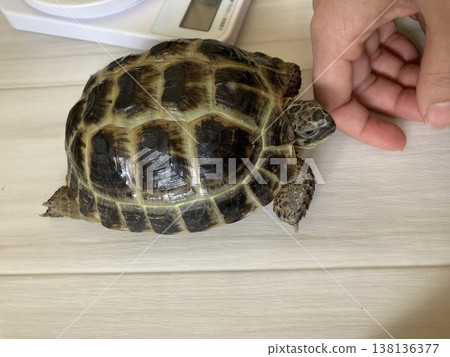 一隻俄羅斯陸龜靠近一根手指。 138136377