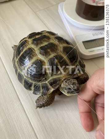 俄羅斯陸龜稱重結束後,看起來鬆了一口氣。 俄羅斯陸龜稱重結束後,看起來鬆了一口氣。 138136378