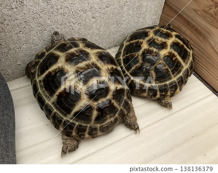 一隻俄羅斯陸龜在角落找到了平靜。 一隻俄羅斯陸龜在角落找到了平靜。 138136379
