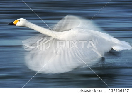 Swans spreading wings Swans spreading wings 138136397