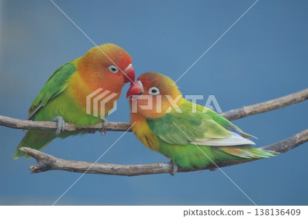 一對恩愛的情侶依偎在一起，讓人聯想到溫馨舒適。 138136409